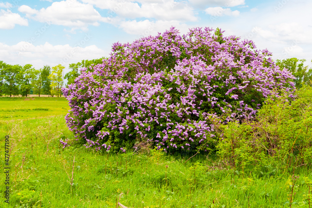 Obraz premium Syringa vulgaris. Blooming lilac. A huge lilac bush covered with flowers.