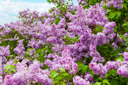 Syringa vulgaris. Blooming lilac. A lilac bush covered with wild flowering.