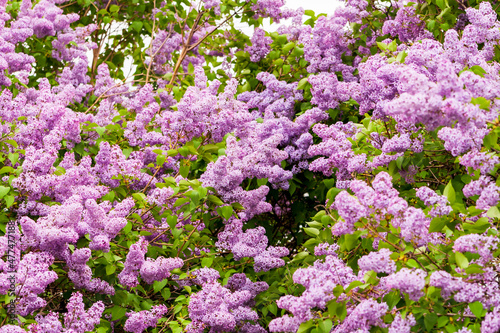 Syringa vulgaris. Blooming lilac. Lush bloom of lilacs in natural conditions.
