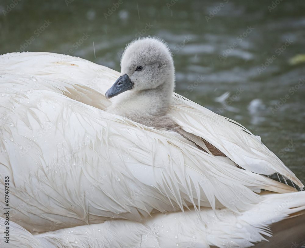 Fototapeta premium mute swan cygnus olor