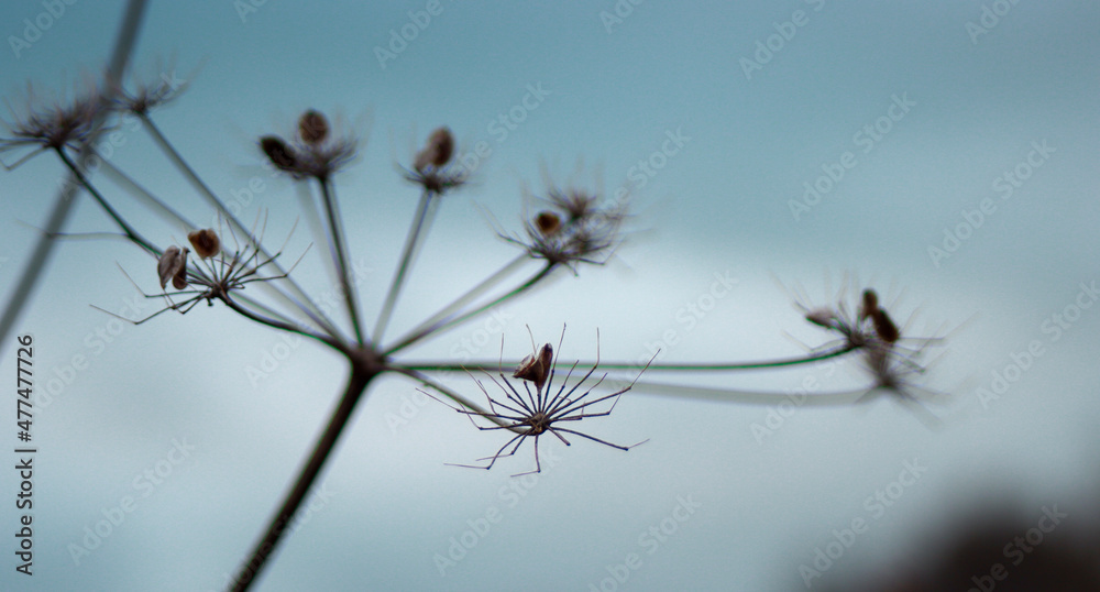 flower flower