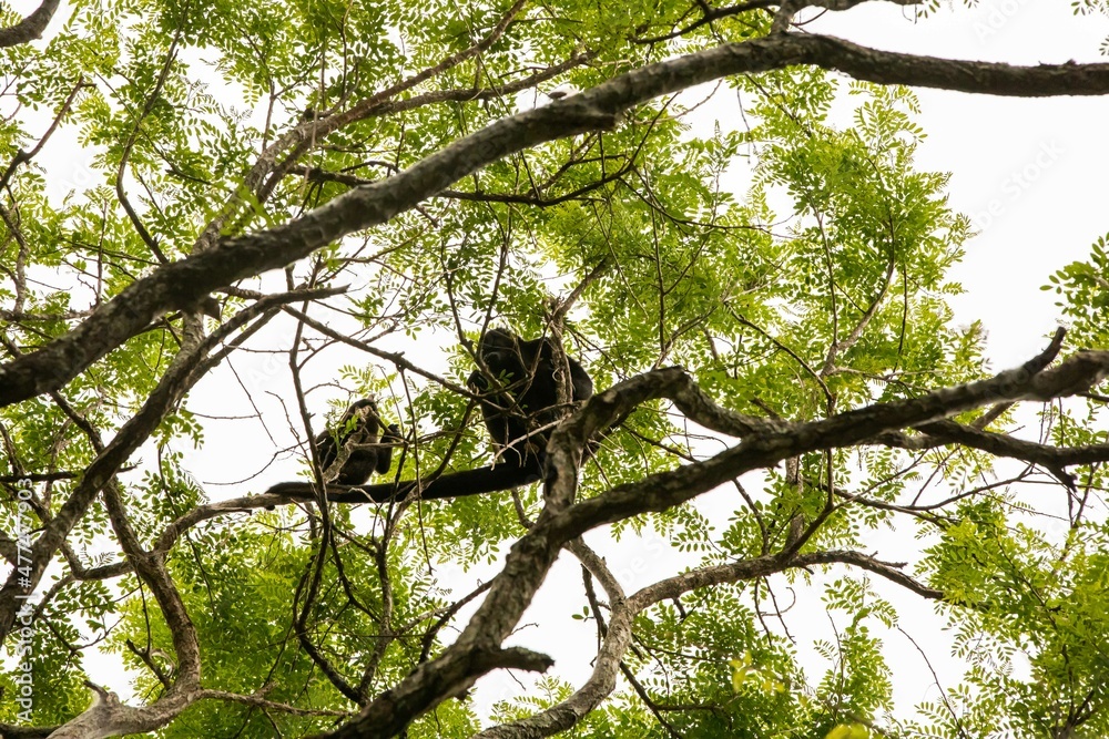 The mantled howler (Alouatta palliata), or golden-mantled howling monkey in Arenal, Costa Rica