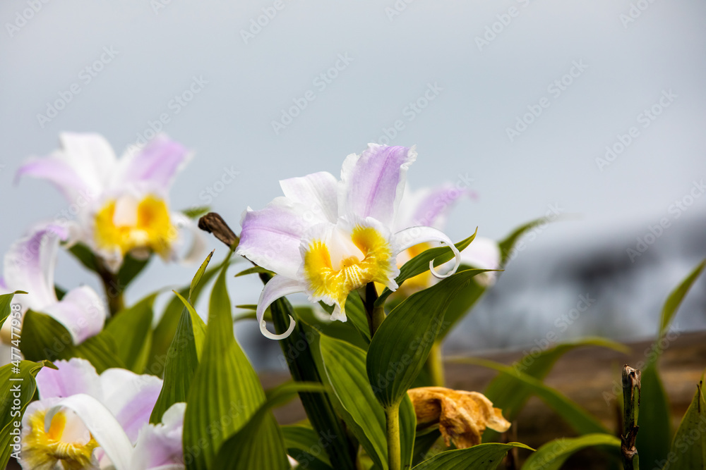 Naklejka premium A wild orchid growing in Arenal, Costa Rica