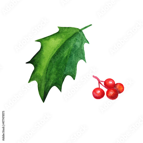 Watercolor illustration with holly leaf and berries.