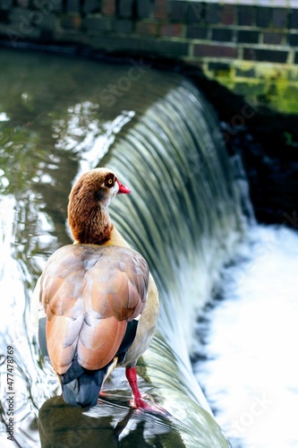 Egyptian Geese by waterfall in Kelsey Park Beckenham