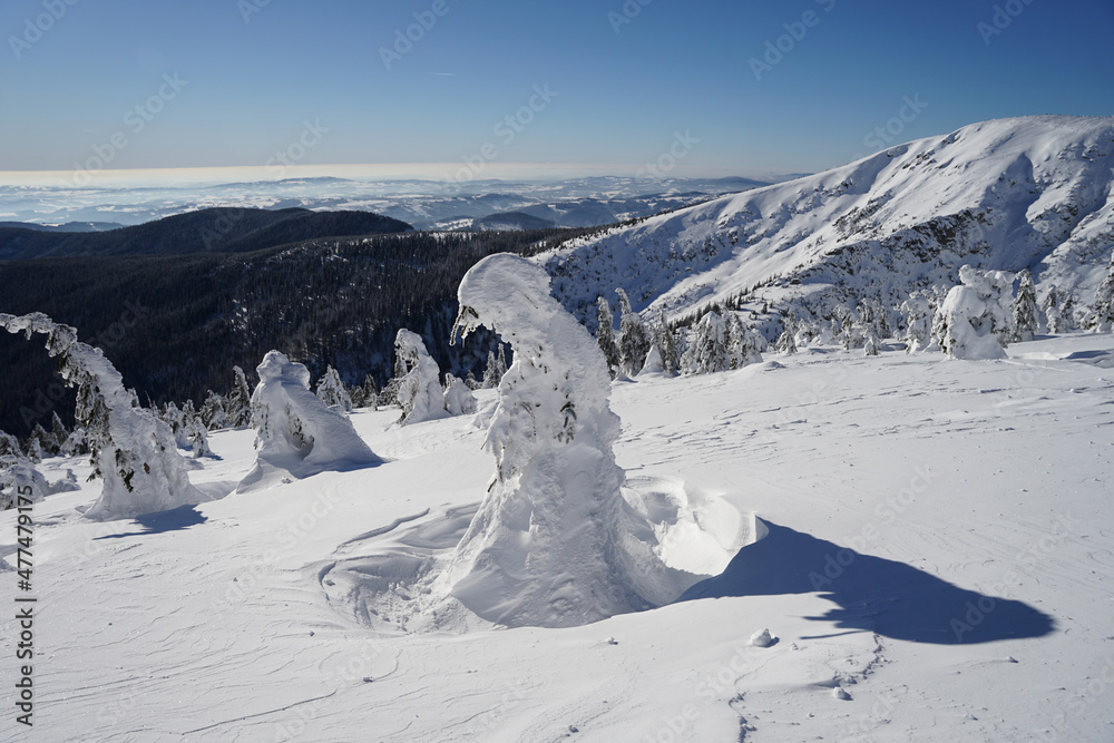 Krkonose Giant Mountains winter panoramic landscape with snow covered trees and sunny weather, blue sky, pure nature