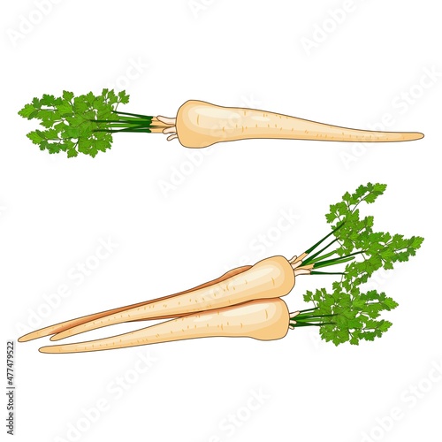 Bunch of root with leaves parsley for banners, flyers, posters, social media. Organic and healthy, diet and vegetarian vegetables. Vector illustration in cartoon style isolated on white background