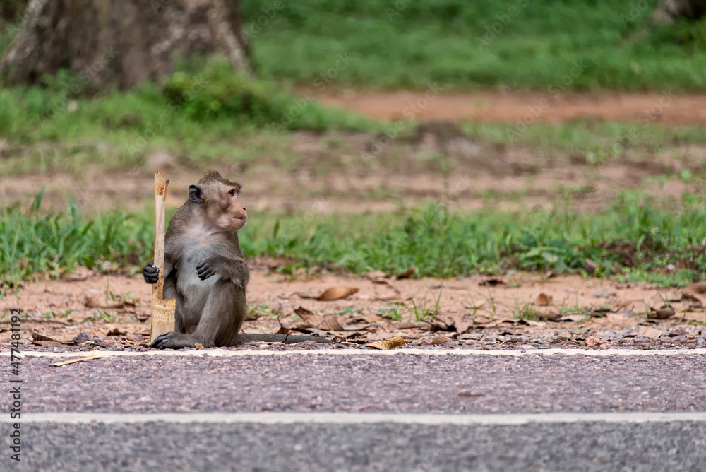 Fototapeta premium Long tailed macaque by the road