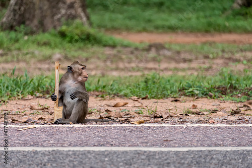 Long tailed macaque by the road photo