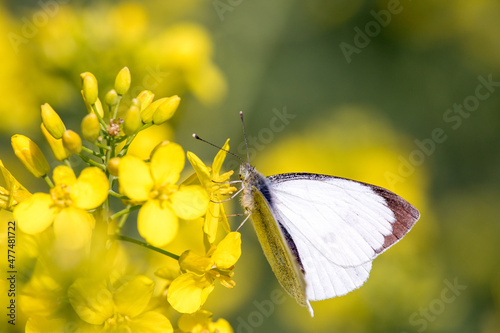 Motyl- Bielinek Kapustnik © Pawel Sulatycki