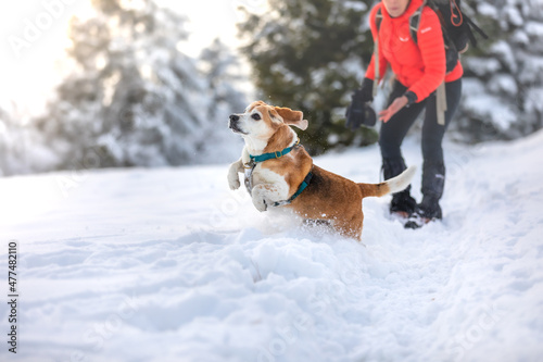 dog running in the snow