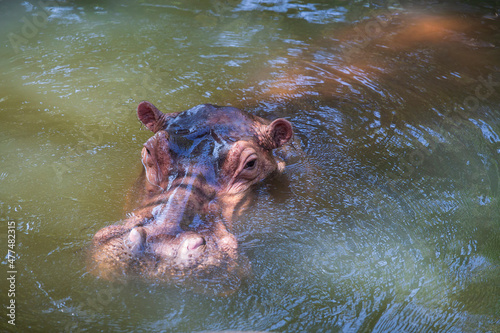 Hippopotamus, or hippo, mostly herbivorous mammal in water