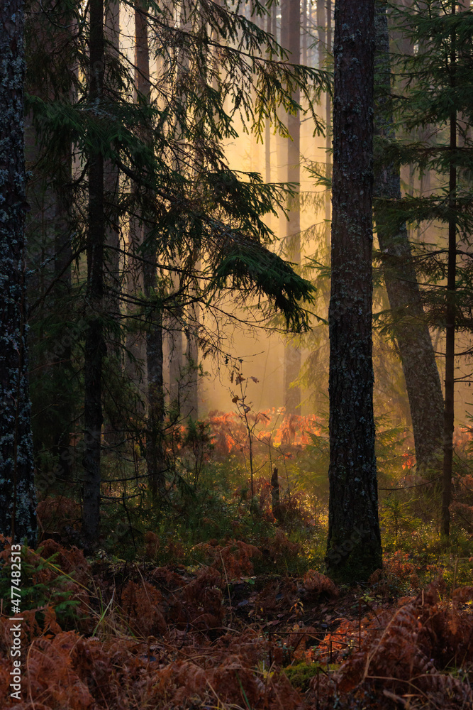 Obraz premium morning in the forest