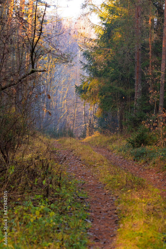 Obraz premium morning in the forest
