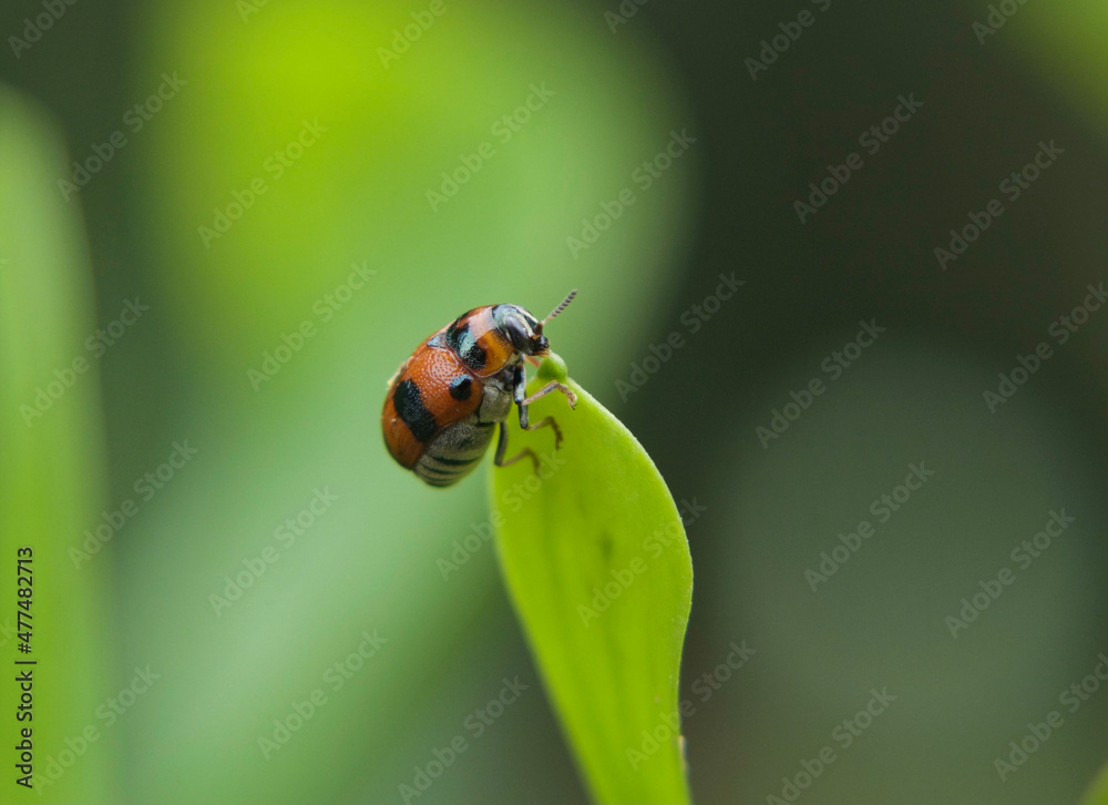 Ladybird on a leaf Ladybird on a leaf