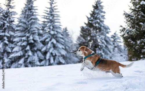 Fototapeta Naklejka Na Ścianę i Meble -  dog in snow