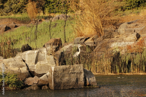 landscape on the bank river of the nile