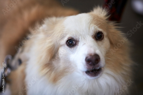 Spitz dog during a dog show © Stefano