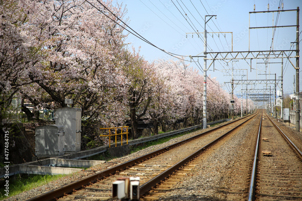 鉄道の線路沿いの桜並木