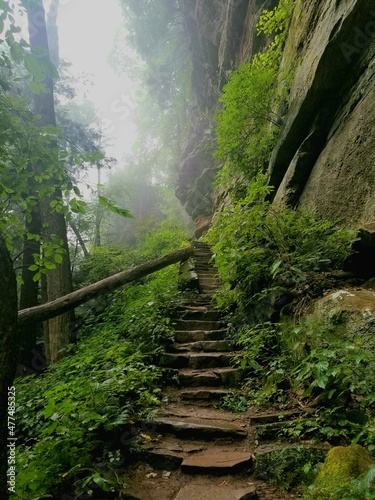 Foggy hike in the forest