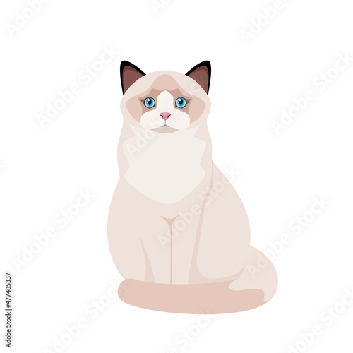 Ragdoll cat on a white background. Cartoon design.
