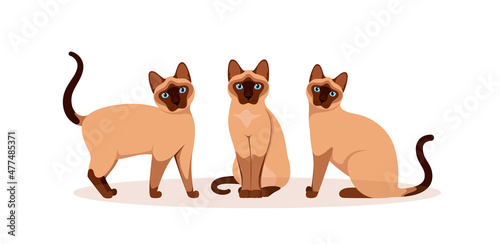 Set of Siamese cats on a white background. Cartoon design.
