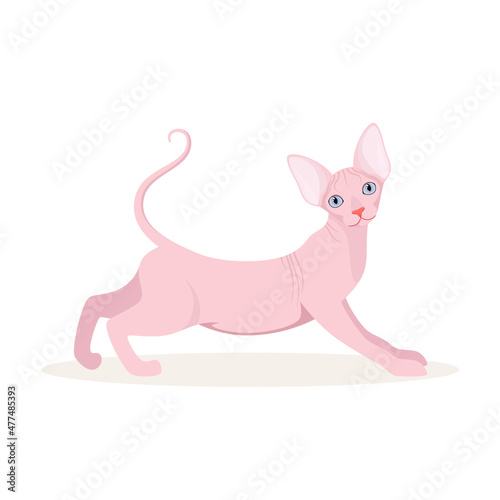 Sphinx cat on a white background. Cartoon design.
