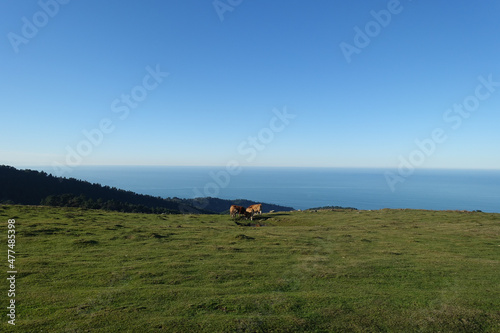Les vaches sauvages betisu, au sommet du Jaizquibel photo