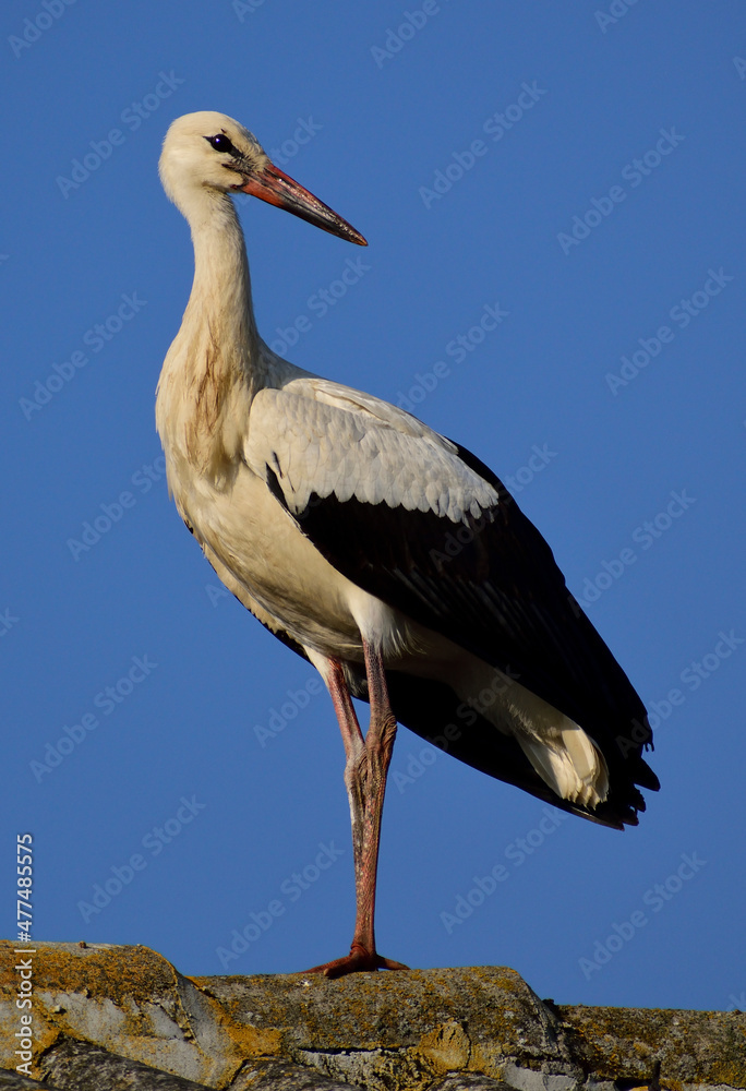 Obraz premium white stork standing on a roof