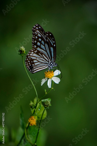 Blue butterfly on white flower
