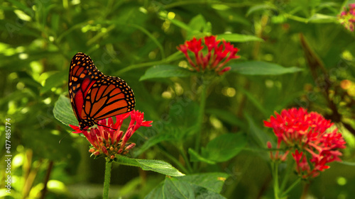 monarch butterfly in nature