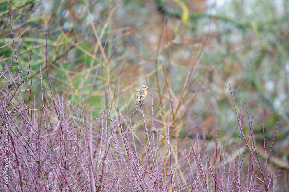 a female stonechat (Saxicola rubicola) keeping a lookout out from a winter perch on a bare stalk