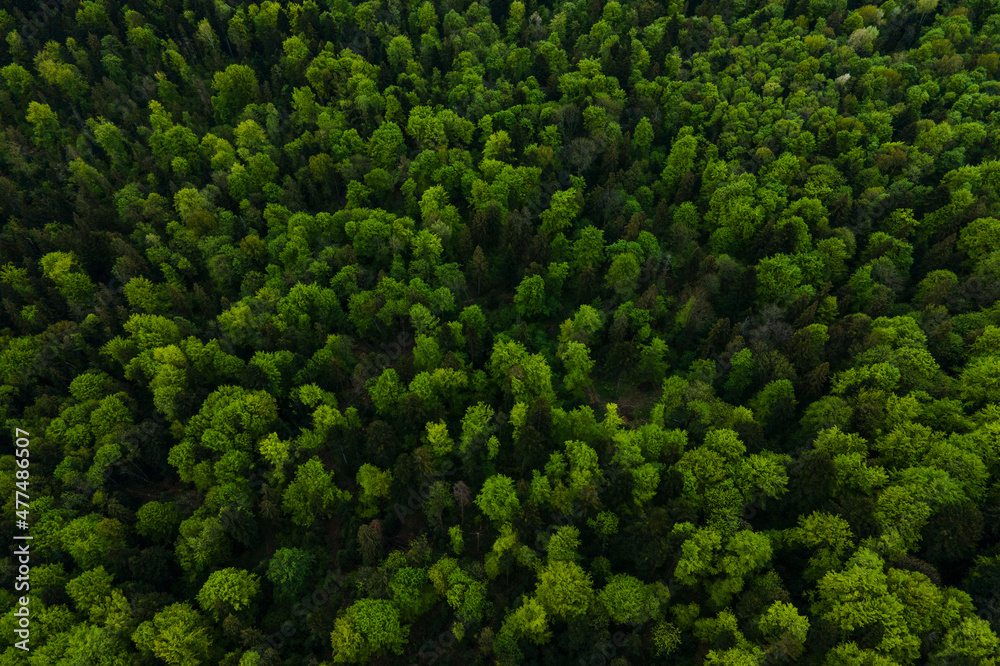 Aerial view of dark mixed pine and lush forest with green trees canopies - obrazy, fototapety, plakaty 