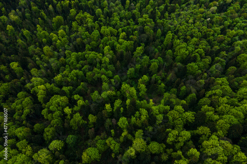 Obraz na plátně Aerial view of dark mixed pine and lush forest with green trees canopies