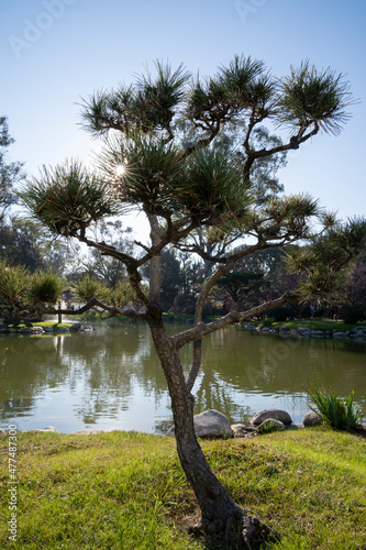 Fototapeta Naklejka Na Ścianę i Meble -  Japanese garden design in Buenos Aires. View of pruned Pinus densiflora tree, also known as Red Pine, and the artificial lake in the background, at sunset. 