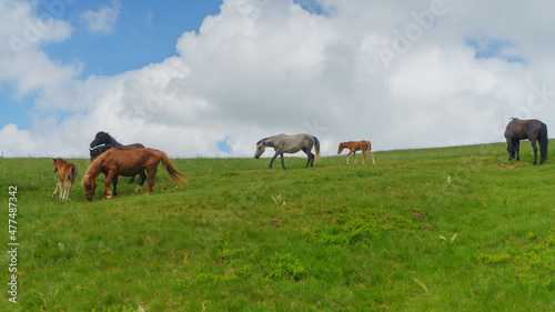 Horses © Rostislav