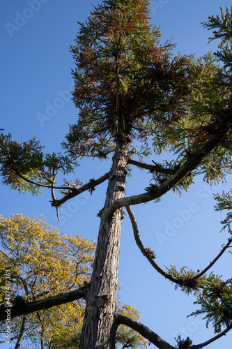 Japanese trees. Closeup view of Japanese national tree, Cryptomeria japonica, also known as Sekkan Sugi or Japanese cedar, tall tree trunk and green leaves, growing in the garden.  photo