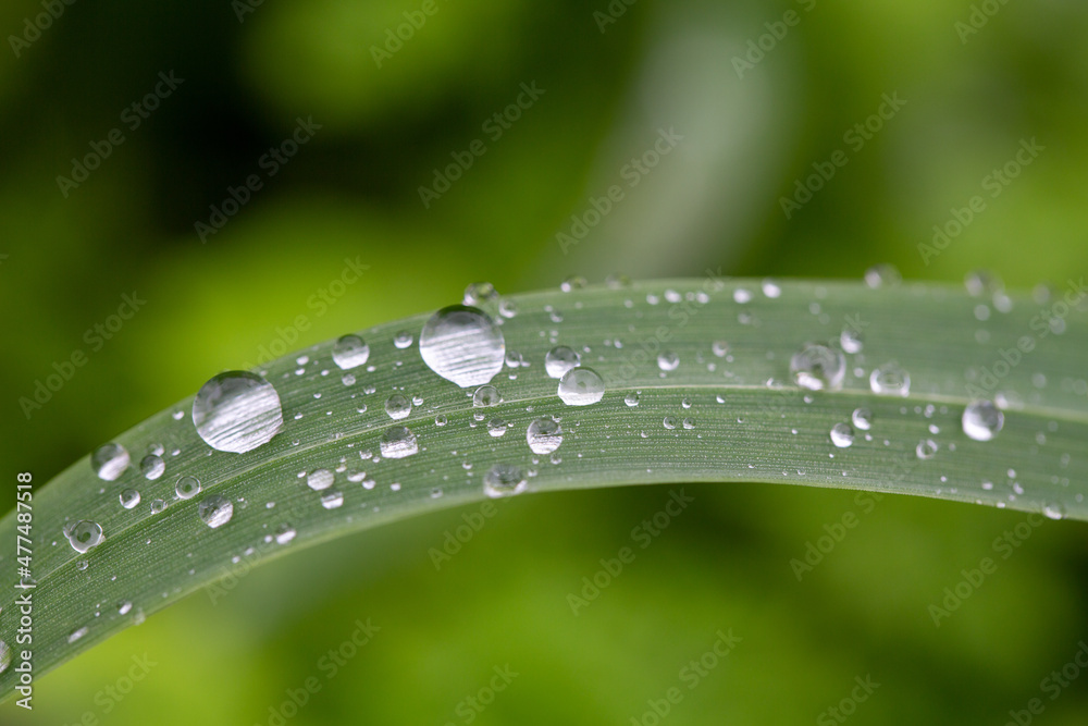 rainy season, water drops on leaf, purity nature background, macro shot rainy season, water drops on leaf, purity nature background, macro shot