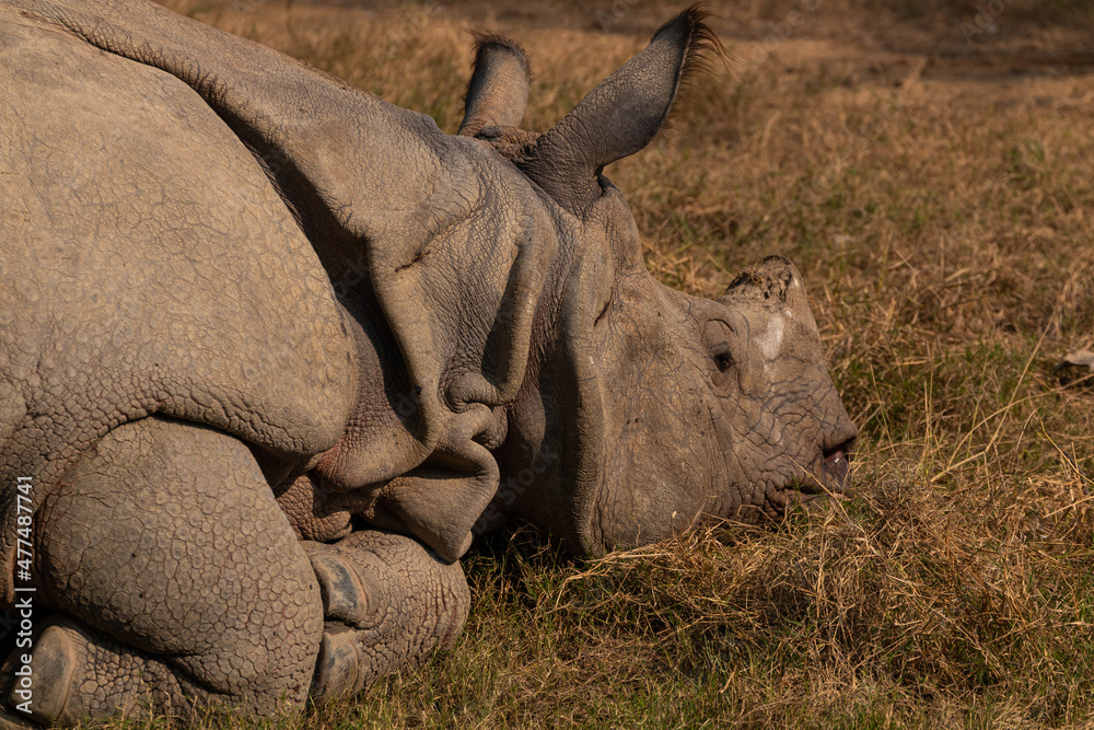 A male Great Indian one horned rhinoceros at Delhi Zoological park, Delhi, India A male Great Indian one horned rhinoceros at Delhi Zoological park, Delhi, India