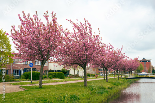 Row of pink flowering ornamental cherry trees (Prunus serrulata or Japanese cherry) in a Dutch village.