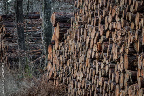 coupe de bois photo