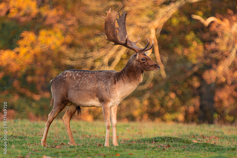 Fototapeta premium Wild deer and stag in field Knole Park, London, England.