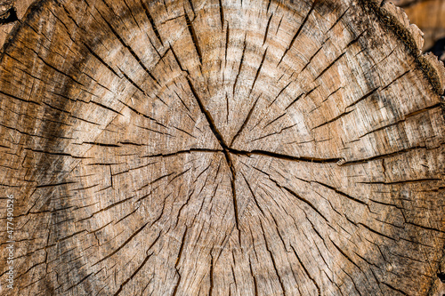 A Pile of Firewood Winter Fireplace Fire Wood Log Tree Timber Stack Pile Cut Logs Woodpile Nature Rings Texture Wooden Brown 