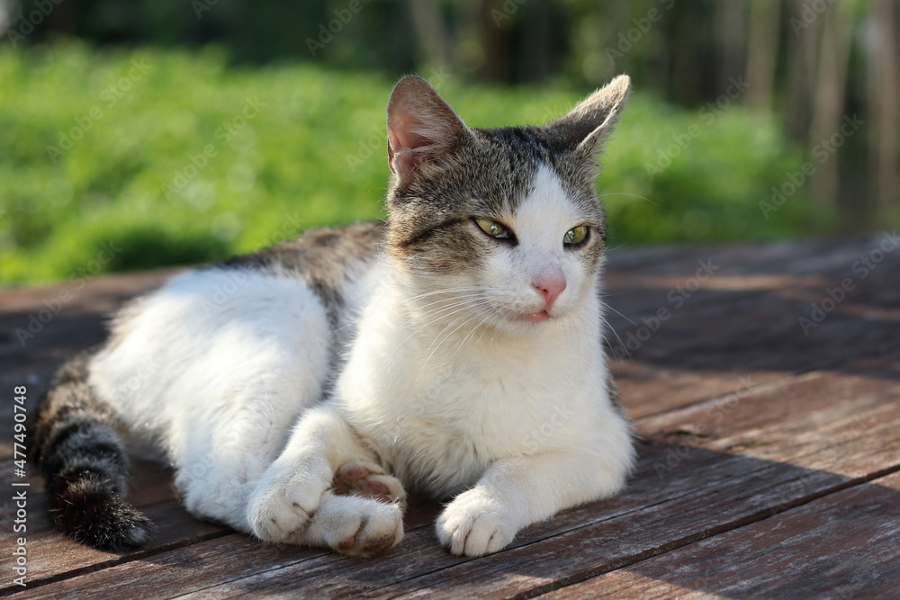 Pet enjoing being outside. Tabby Cat sitting on the table in the yard. Gray Cat is sleeping. The cat is a lovely pet. Cute Cat relaxing outdoor. Wonderful mood. Pet. Horizontal photo Pet enjoing being outside. Tabby Cat sitting on the table in the yard. Gray Cat is sleeping. The cat is a lovely pet. Cute Cat relaxing outdoor. Wonderful mood. Pet. Horizontal photo