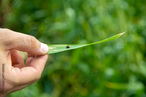 Hand holds a leaf with cereals leaf beetle larva. Oulema melanopus damaged the leaf of cereals. A significant pest of grain crops.  photo