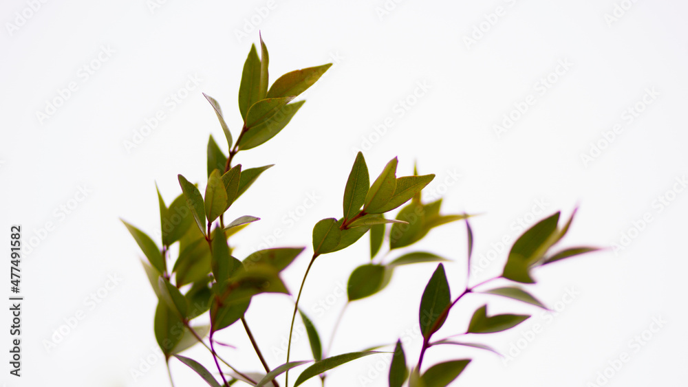 Obraz premium leaves