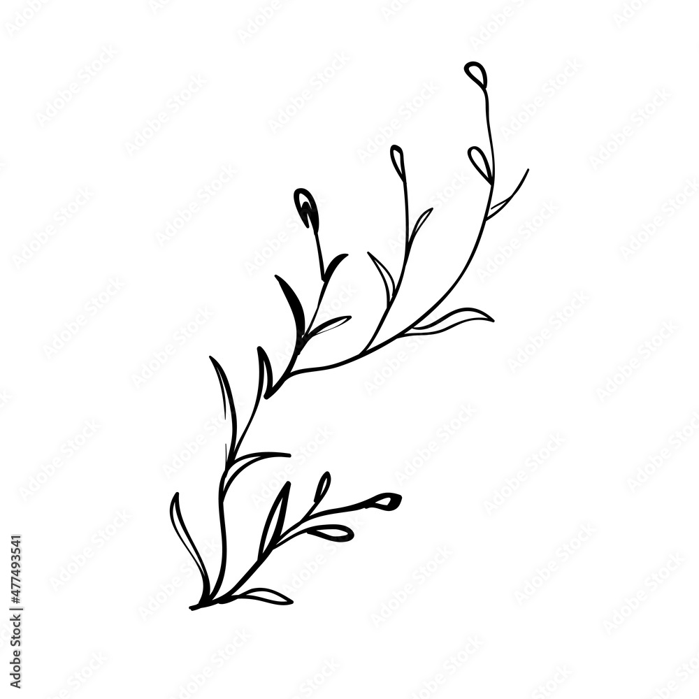 Sketch branch of leaves by hand on an isolated background