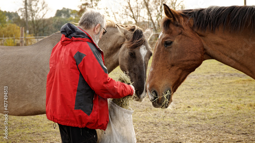 Man feeding horses outdoor on a paddock with hay from sack. Horse mealtime.