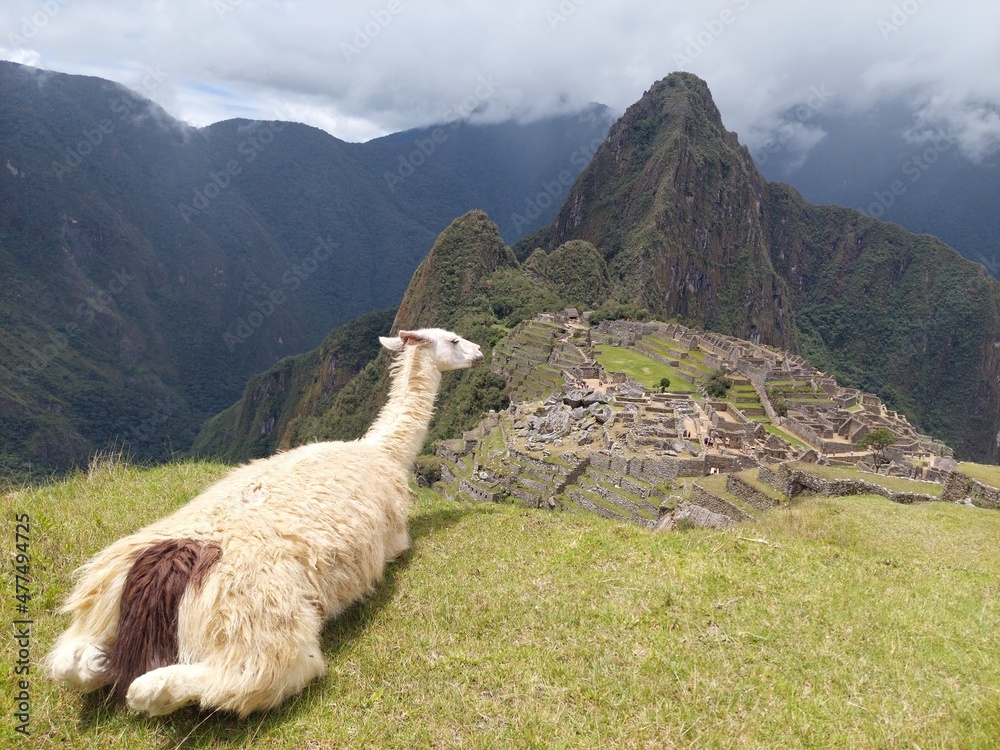 Fototapeta premium llama mirando machupicchu