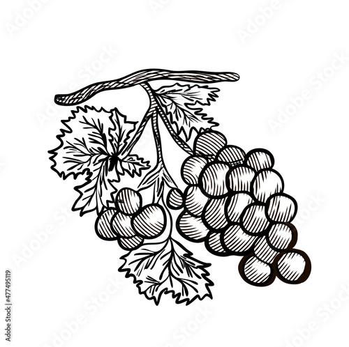 grapes engraving hand drawn sketch vector illustration